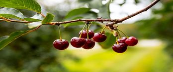 21 Yıl Önce Başlayan Girişim Bugün Çin Dahil Tüm Dünyaya Satış Yapıyor