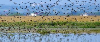 Hersek Lagünü Kuş Gözlem Evi Geliyor