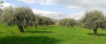 Orhangazi Belediyesinden Satılık 8 Gayrimenkul!