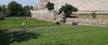 Yedikule’deki Tarihi Bostanlık İmara Açılıyor!