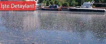 Hasanpaşa Kurbağalıdere İmar Planı Askıda