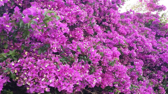 Alita Marin Konakları Alita Marin Konakları