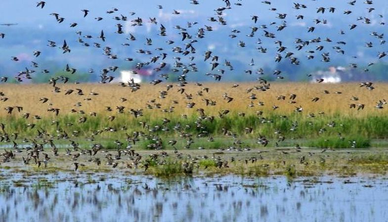 Hersek Lagünü Kuş Gözlem Evi Geliyor