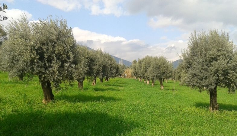 İzmir Defterdarlığından Satılık Tarla ve Arsa!