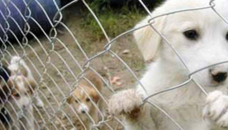 Eyüp Hasdal'a Hayvan Barınağı Geliyor