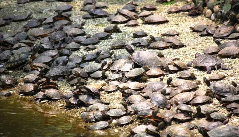 3.Havalimanı Projesinde Kaplumbağa Operasyonu