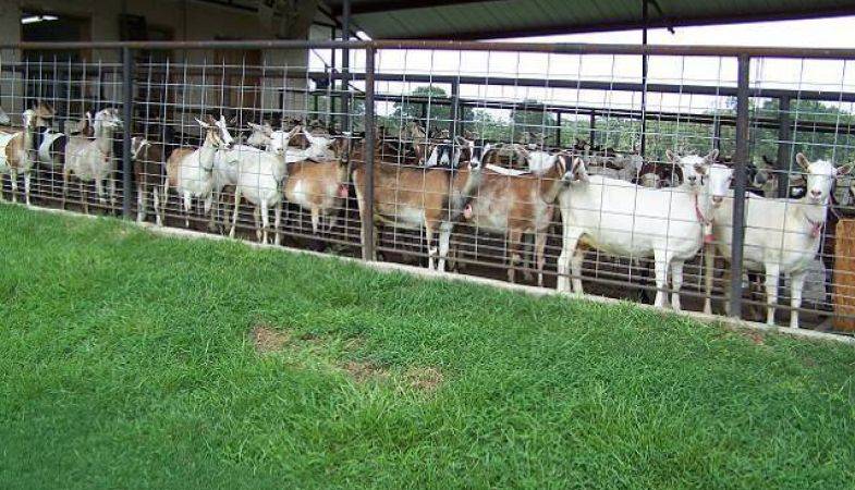 Adıyaman Ahır ve Ağıl İnşaatı Desteği Başvuruları Başladı