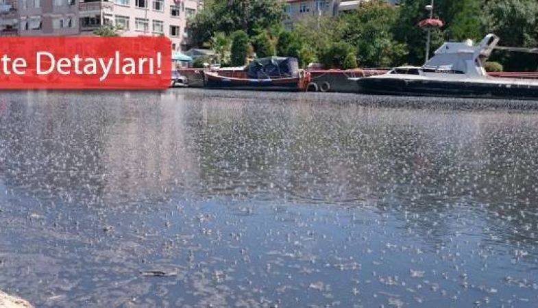 Hasanpaşa Kurbağalıdere İmar Planı Askıda