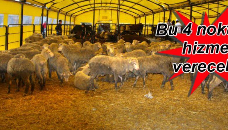 İBB Kurban  Satış ve Kesim Yerleri Belirlendi!