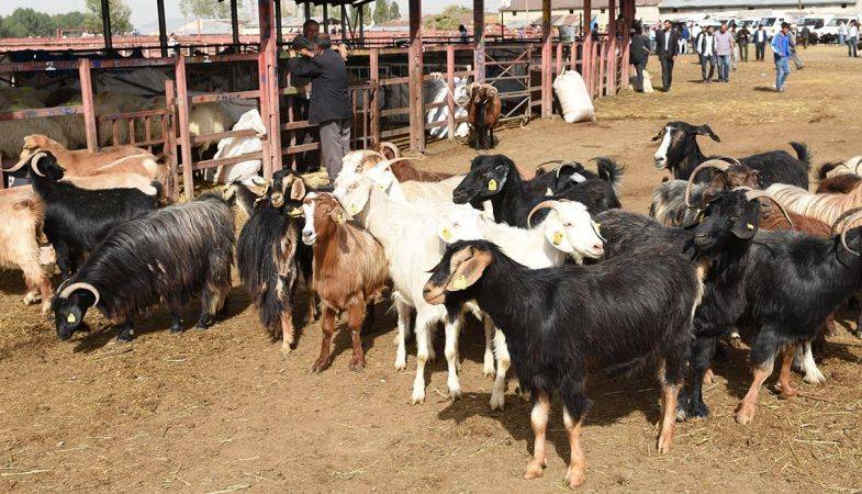 Aydın Efeler Kurban Satış Ve Kesim Yerleri Belirlendi!