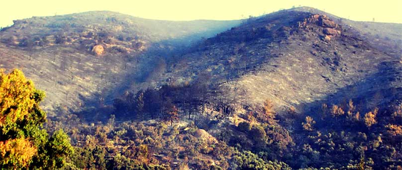 Yanan Orman Arazisine İkinci Otel İnşaatı