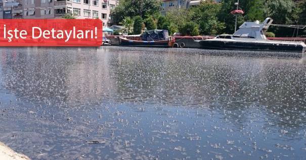 Hasanpaşa Kurbağalıdere İmar Planı Askıda